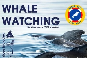 3h Whale watching Share Tour Costa Adeje Lina7 Mizendoha