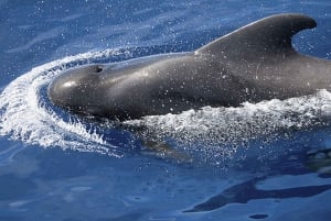 3h Whale watching Share Tour Costa Adeje Lina7 Mizendoha