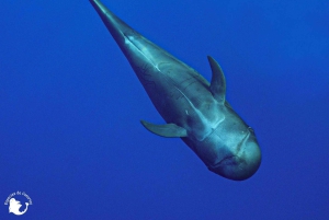 3h Whale watching Share Tour Costa Adeje Lina7 Mizendoha