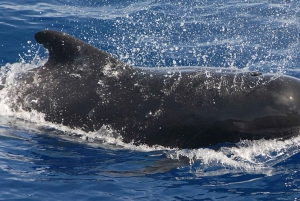 3h Whale watching Share Tour Costa Adeje Lina7 Mizendoha
