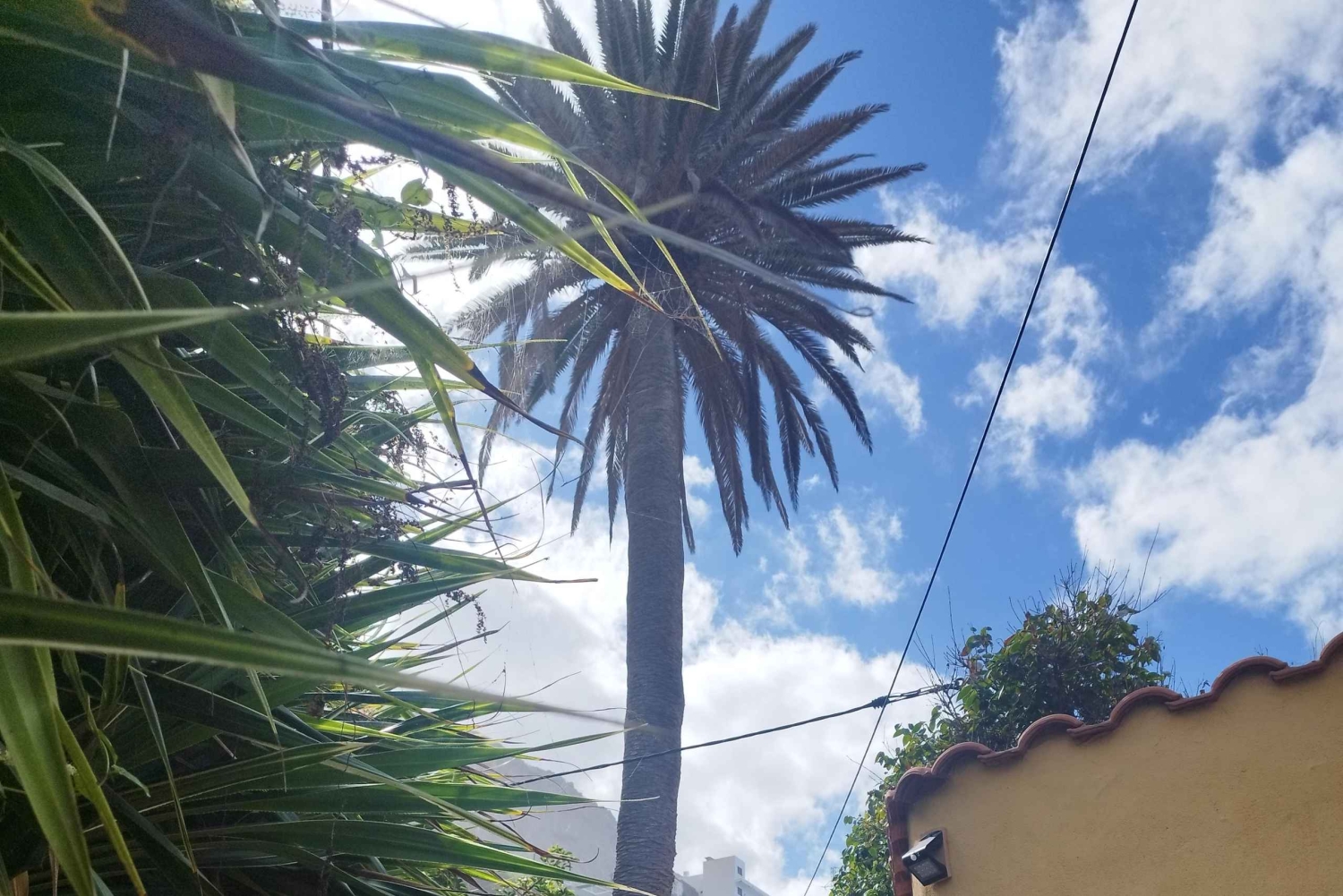 Itinéraire pédestre de 90 minutes avec vue sur le ravin de Ruiz, Tenerife