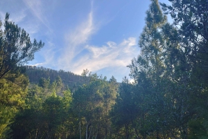 Itinéraire pédestre de 90 minutes avec vue sur le ravin de Ruiz, Tenerife