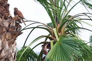 Itinéraire pédestre de 90 minutes avec vue sur le ravin de Ruiz, Tenerife
