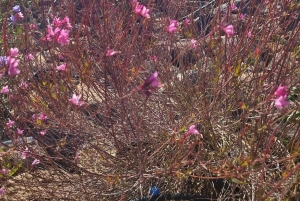 Itinéraire pédestre de 90 minutes avec vue sur le ravin de Ruiz, Tenerife