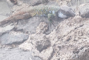 Itinéraire pédestre de 90 minutes avec vue sur le ravin de Ruiz, Tenerife