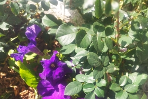 Itinéraire pédestre de 90 minutes avec vue sur le ravin de Ruiz, Tenerife