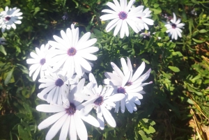 Itinéraire pédestre de 90 minutes avec vue sur le ravin de Ruiz, Tenerife