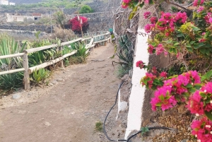Itinéraire pédestre de 90 minutes avec vue sur le ravin de Ruiz, Tenerife