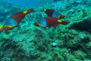 Abades: Guided Snorkeling Tour with Photos