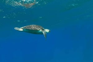 Abades: Guided Snorkeling Tour with Photos