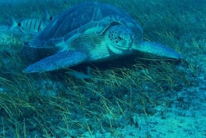 Abades: Guided Snorkeling Tour with Photos