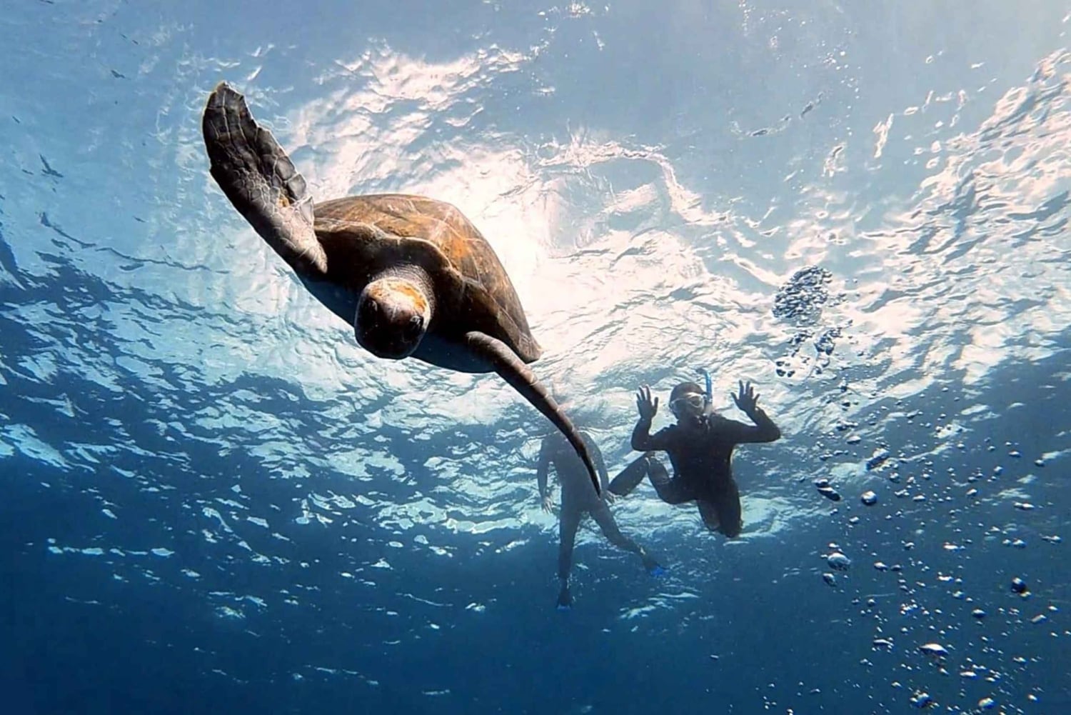 Abades: Snorkeltur med skildpadder og rokker på Tenerife