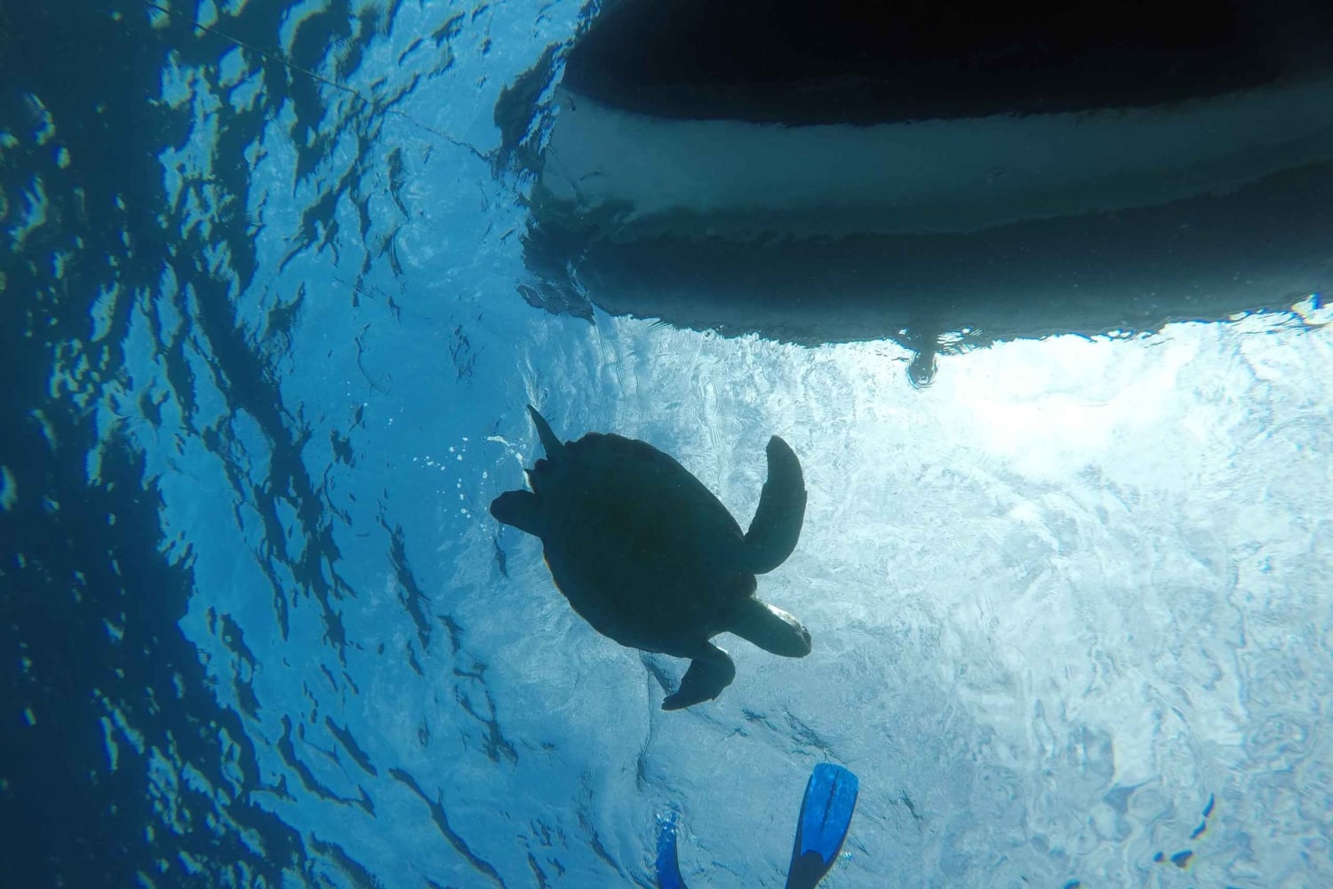 Abades: Snorkeltur med skildpadder og rokker på Tenerife