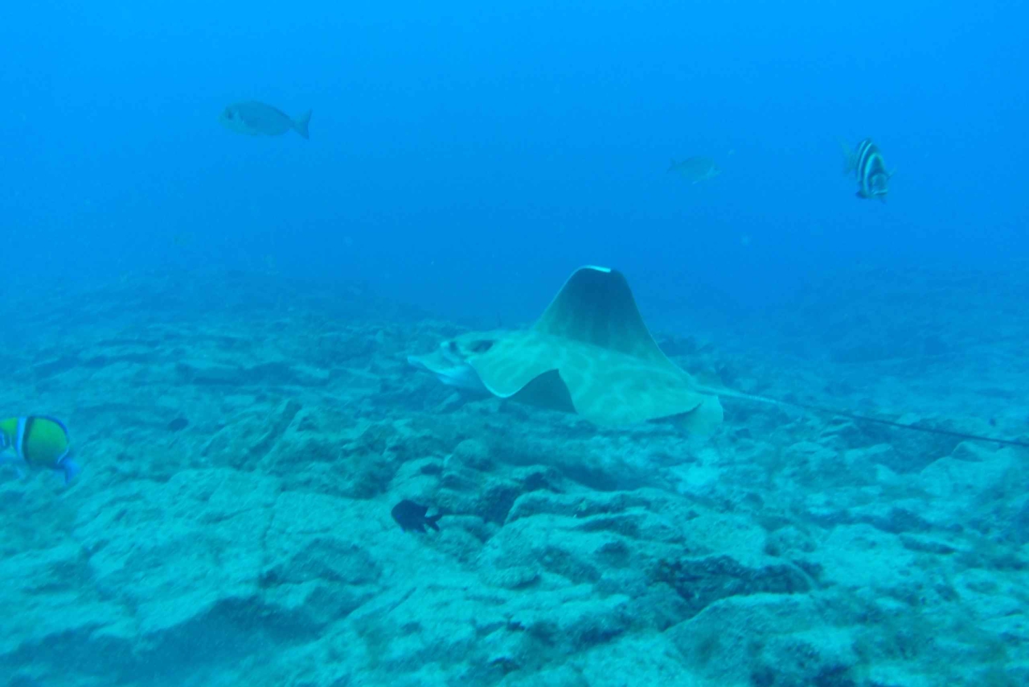 Abades: Snorkeltur med skildpadder og rokker på Tenerife
