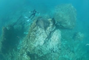 Abades: Snorkeltur med skildpadder og rokker på Tenerife