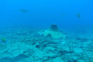 Abades: Snorkeltur med skildpadder og rokker på Tenerife