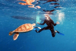 Abades: Snorkeltur med skildpadder og rokker på Tenerife