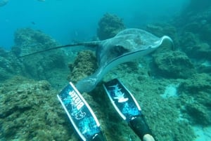 Abades: Snorkeltur med skildpadder og rokker på Tenerife