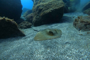 Abades: Snorkeltur med skildpadder og rokker på Tenerife