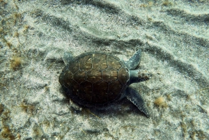 Abades: Snorkeltur med skildpadder og rokker på Tenerife