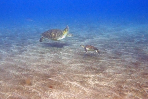 Abades: Snorkeltur med skildpadder og rokker på Tenerife