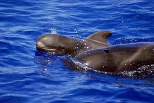 Adeje: Private 6-Hour Whales and Dolphins Motor Boat Cruise