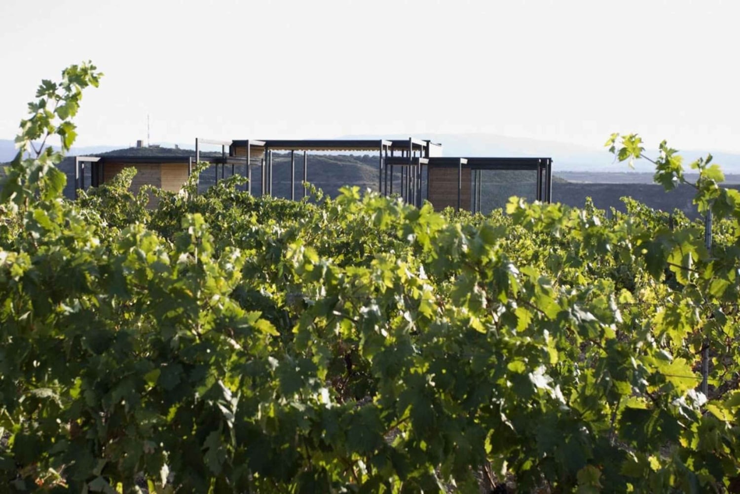 アラバ：ビーニャ・レアル・ワイナリー