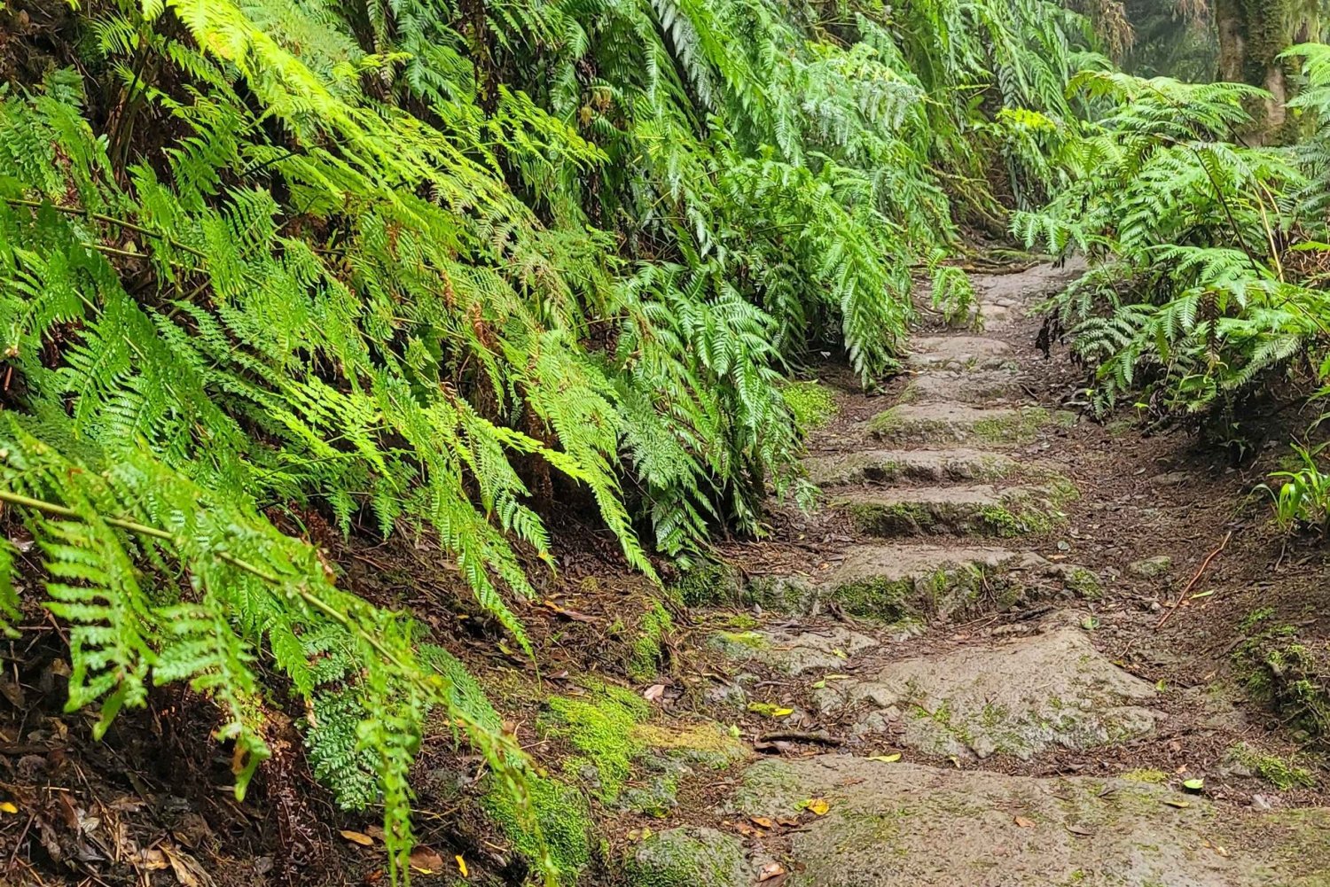 Tenerife Montagne di Anaga: escursione circolare nella foresta di alloro - piccolo gruppo max. 10 persone