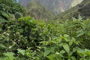 Anaga: Guided Hiking to Taborno with Ocean Views & Pickup