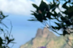 Anaga: Guided Hiking to Taborno with Ocean Views & Pickup