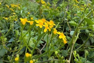 Anaga : randonnée guidée vers Taborno avec vue sur l'océan et prise en charge