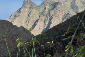 Anaga : randonnée guidée vers Taborno avec vue sur l'océan et prise en charge