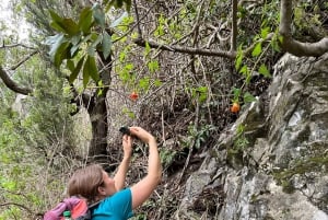 Anaga Trail: Chinamada, Anaga PR