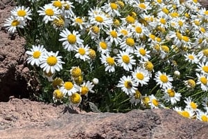 Tenerife: Ascenso al pico del Teide con Permiso oficial y guía