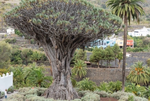 Balades Découverte Teide - La Orotava - Icod de los Vinos
