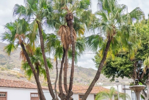 Balades Découverte Teide - La Orotava - Icod de los Vinos