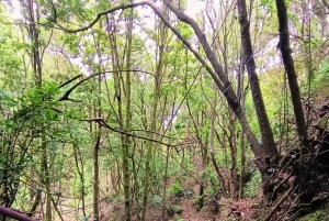 Barranquismo Anaga Tenerife