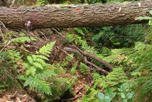 Barranquismo Anaga Tenerife