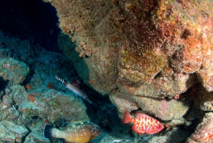 Anfängertauchgang mit Scubapoint Teneriffa im Schildkrötengebiet