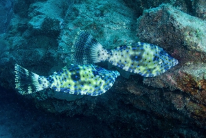 Anfängertauchgang mit Scubapoint Teneriffa im Schildkrötengebiet