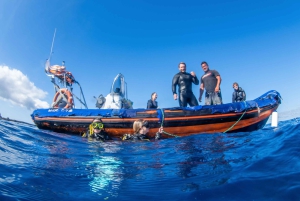 Beginner Scuba Dive with Scubapoint Tenerife in Turtle Area