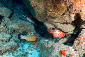 Inmersión para principiantes con Scubapoint Tenerife en la Zona de las Tortugas