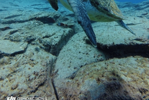 Inmersión para principiantes con Scubapoint Tenerife en la Zona de las Tortugas