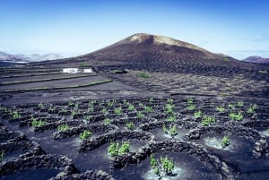 Best of Tenerife Guided Tour