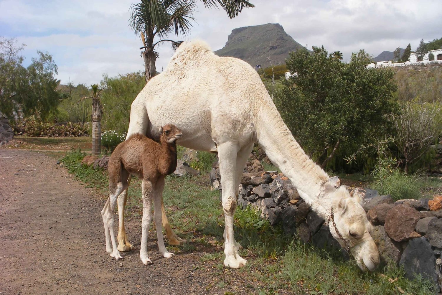 Expérience à dos de chameau