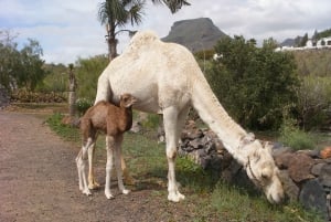 Expérience à dos de chameau