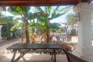 Expérience à dos de chameau