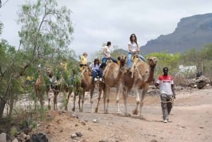 Expérience à dos de chameau