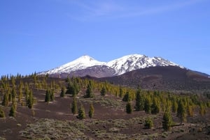 Kollektiivinen seikkailu: Tenerife: Matkailu ja vapaaehtoistyö