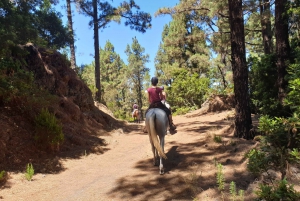 Corona Forrest trail ride 3,5 hours till 70 kg, adults only